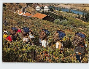 Postcard Vintage Douro Portugal