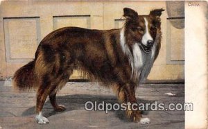 Collie Dog 1914 