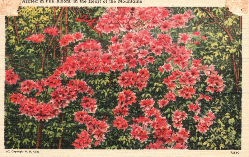 Vintage Postcard Azalea in Full Bloom in the Heart of the Mountains Flowers