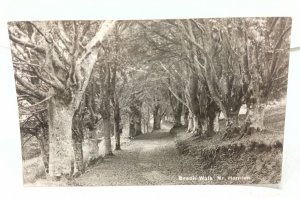 Beech Walk Nr Honiton Devon Vintage RP Postcard