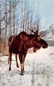 Alaska Great Bull Moose Unused 