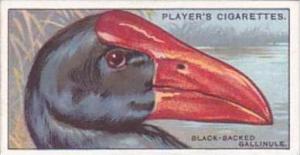 Player Cigarette Card Curious Beaks No 17 Black Backed Gallinule