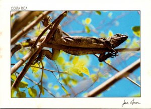 Costa Rica Native Iguana