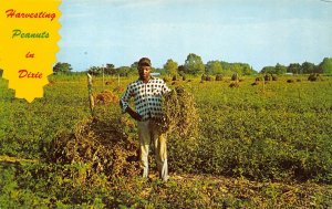 HARVESTING PEANUTS IN DIXIE BLACK AMERICANA SEBRING FLORIDA POSTCARD (c. 1960s)