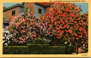 Texas Galveston Oleanders In Bloom Curteich