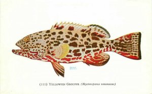 Chicago Illinois Shedd Aquarium 1950s Yellowfin Grouper #111 Postcard 21-12399