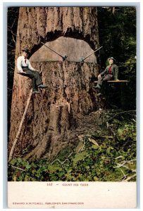 Giant Fir Tree Postcard Logging Mens Scene Forest Field c1905 Unposted Antique