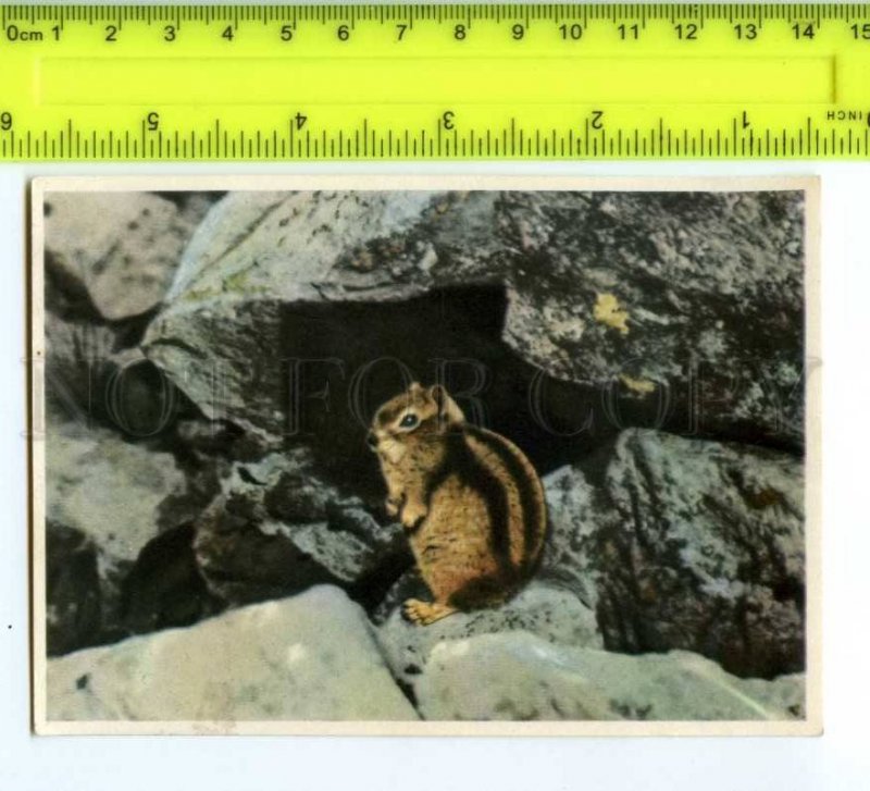 420823 GERMANY humans animals Canada ground squirrels Tobacco Card ADVERTISING