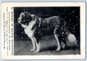 St. Bernard Dog Postcard In Memory Of Hector MacDonald Sutton Quebec c1905