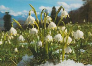 Spring Snowflake Swiss Unusual Rare Flowers Postcard