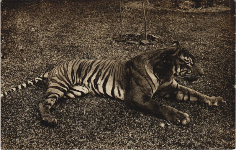 PC MALAYSIA, A TIGER, Vintage REAL PHOTO Postcard (b44212)