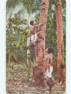 Divided-Back NATIVE MEXICAN PEOPLE CLIMBING COCONUT TREE Country Of Mexico E8457