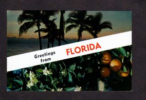 FL Greetings From Florida Postcard Oranges Palm Trees Sunset Night View