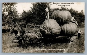 EXAGGERATED CANADA PUMPKIN ANTIQUE REAL PHOTO POSTCARD RPPC montage  collage