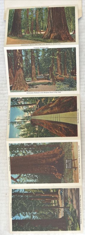 Mariposa Grove of Big Trees Yosemite National Park 18 Postcard Souvenir Folder