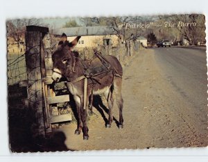 Postcard Patricio the Burro, Northern New Mexico, USA