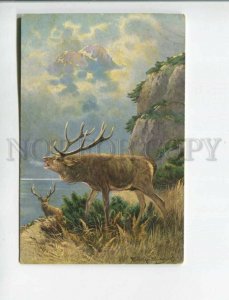 473046 MULLER Mueller HUNT Deer Mountain Vintage postcard #1315