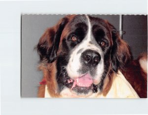 Postcard North Shore Animal League Port Washington New York USA