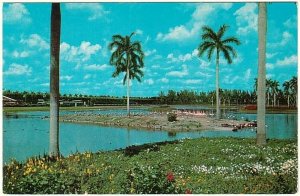 Flamingo Island, Infield Lake, Hialeah Race Course, Miami, Florida Postcard