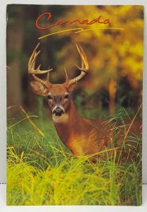 Deer Canada Vintage Postcard