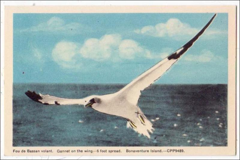 Canada - Quebec, Bonaventure Island. Fou de Bassan volant