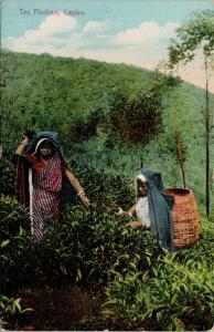 Tea Pluckers Ceylon Sri Lanka Women Female Postcard E45 UNUSED