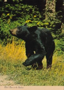 Black Bear Smoky Mountains National Park