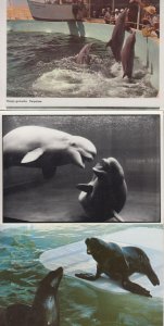 SEALIFE/DOLPHINS 44 Vintage ANIMALS Postcards pre-1970 (L3618)