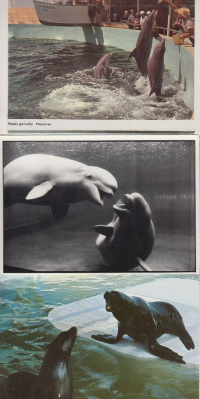 SEALIFE/DOLPHINS 44 Vintage ANIMALS Postcards pre-1970 (L3618)