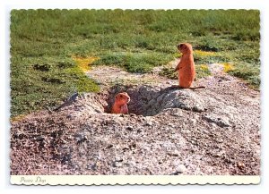 Prairie Dogs Continental View Postcard Number Two