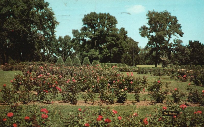 Vintage Postcard 1950's Magnificent Rose Garden Park Minneapolis Minnesota MN
