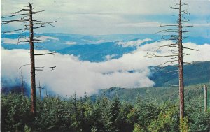 Above the Couds Clingmans Dome Great Smoky Mountains National Park Tennessee