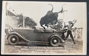 Mint USA RPPC Postcard Bobby Worlds Famous educated steer Owned By Monte Reger