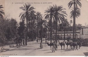 LAGHOUAT, Algeria, 1900-1910s; Place Du Chameau Et Jardin Public