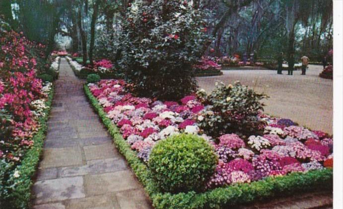 Alabama Mobile Camellia Lined Flagstone Walk Bellingrath Gardens