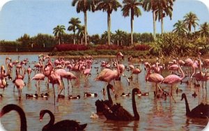 Flamingos, Swans Infield Lake, Hialeah Race Course Miami, Florida