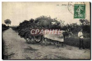 Old Postcard Folklore Basque hitch Oxen