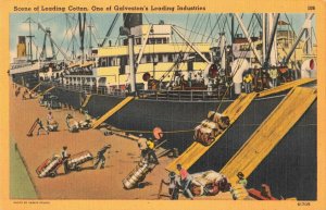 Postcard Loading Cotton at the Docks Galveston Texas