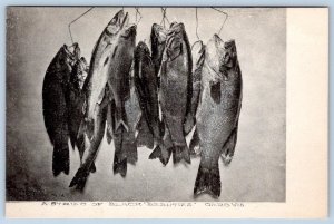 1920-40's A STRING of BLACK BEAUTIES FISH OMRO WISCONSIN ALBERTYPE POSTCARD