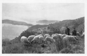 BR18338 Paturage sur la Grande Corniche Eze mouton sheep france