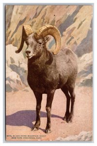 Big Horn Mountain Sheep New York Zoological Park NYZP NYC UNP DB Postcard Z8