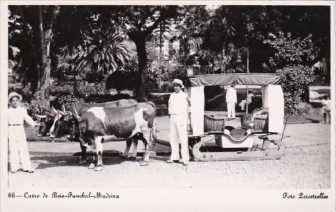 Portugal Madeira Carro de Bois Funchal Locals With Ox Cart Real Photo