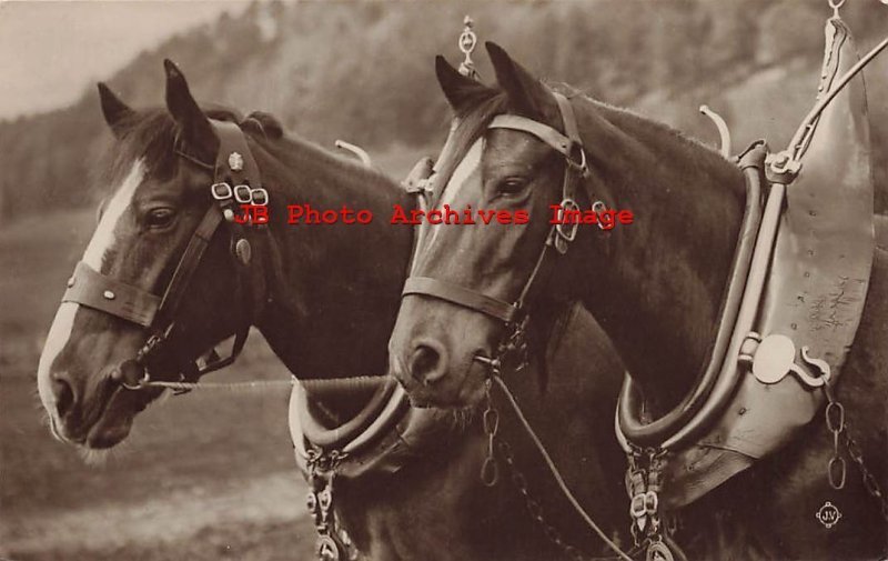 Great Britain, UK, England? RPPC, Farm Work Horses, Valentine Series Photo