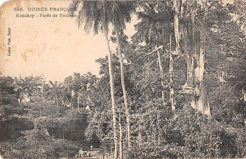 BR57047 Guinee konakry Foret de toumdo guinea   Africa