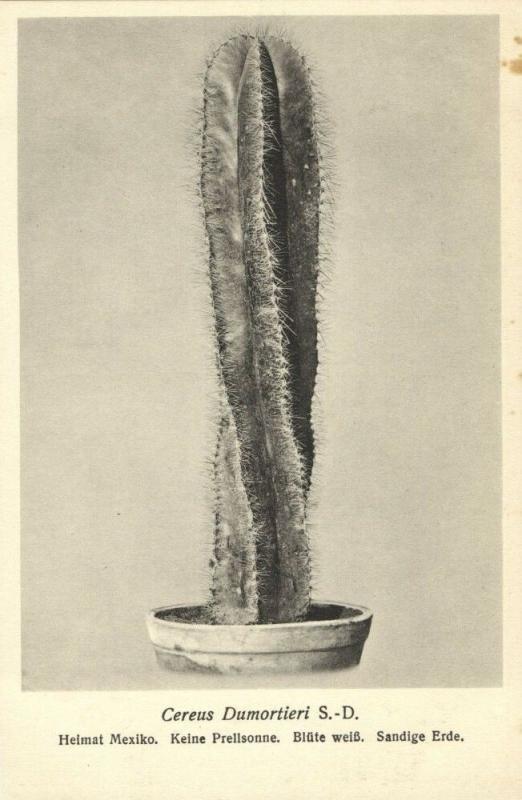 Cactus Cactaceae, Cereus Dumortieri S.-D. (1920s) Otto Stoye Postcard