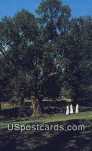 Judgment Tree, Daniel Boone Home - Defiance, Missouri MO Postcard