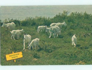 Pre-1980 MOUNTAIN GOATS Along Jasper Banff Highway Alberta AB AD6058