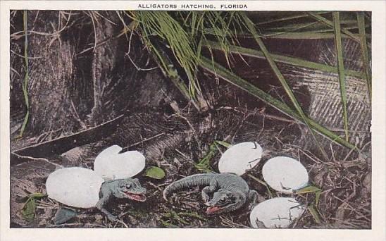 Alligators Hatching In Florida