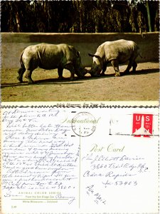 White Rhinoceros, San Diego Zoo, Calif. (25720