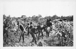 Divo Debroussage dans une plantation de Café Postcard